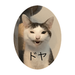 ogi_20220722104907 – LINE stickers | LINE STORE