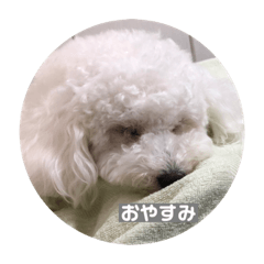 Ringo_20220722143041