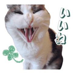 UNAJI the Cat Sticker