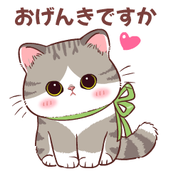 Meetung cat : V. Japan