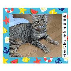 nyanko_20220723112558