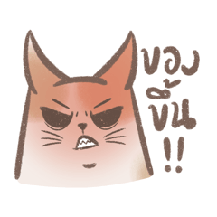 Meow Indy (bad mood) : Mj