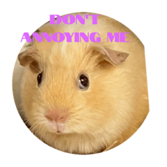 Lovely Guinea pig sticker