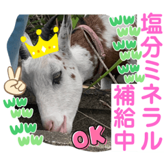 sayuri_20220723203655