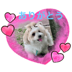 Cherry_20220723203416