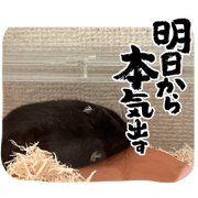 chachanowa_20220723231425