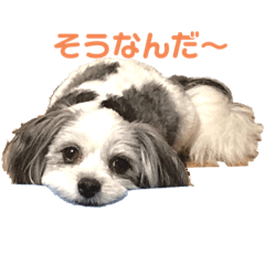 Shiho_20220724094435