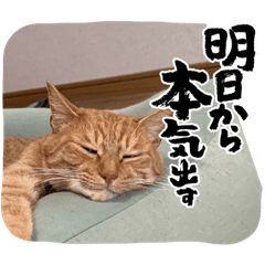 tanuki_20220724013737