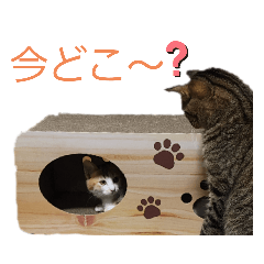 shiho_20220724123712