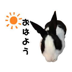 Rabbit_20220723215907