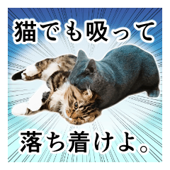 Pretty cats BUBU&JOJO vol.1