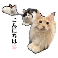 川崎家の子と卒猫たち
