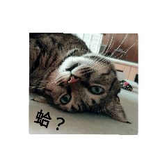 AK家貼貼2