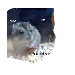 NAO_20220724162910
