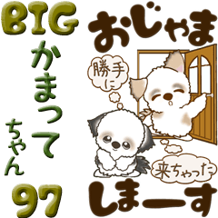 【Big】シーズー犬 97『かまってちゃん』