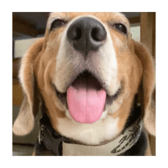 Guitar the stupid dog