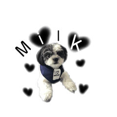 ...Milk...chihuahua shih tzu