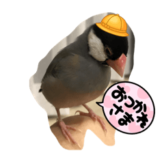 RURU_CUTE BIRD