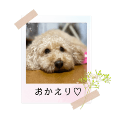macaron_20220725164640