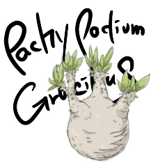 Pachypodium GraciliuStamp