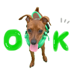 ミニピン　天馬