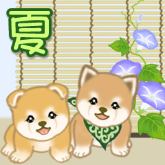 Mameshiba puppy brothers in summer