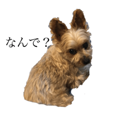 yokushaterianinaritai_20220726125336