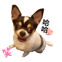 動物大集合(修改版