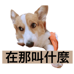 柯基犬蘿蔔在那叫什麼篇
