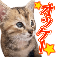 Kotora [Can be used every day]