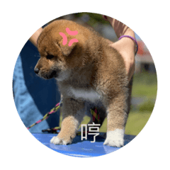 阿柴的拼貼圖～