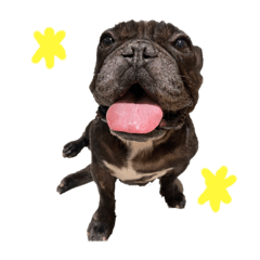 法鬥屁憨第一彈