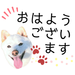 white shiba Inu.japanese Dog. ver.2