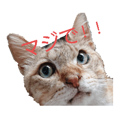 c_20220728045835