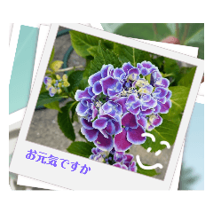 お花で挨拶しょう