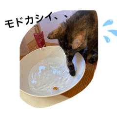 miso_20220728103157