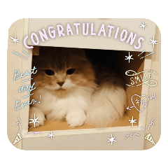 うちのスコ(etc3)