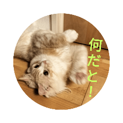 hikaru_20220728204852