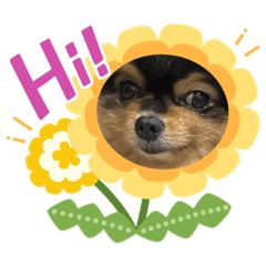 Super meme stickers 6