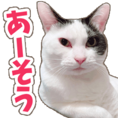 KOTEFUKU & COCOA 5 (CAT)