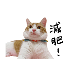 bubu cat and jiong jiong