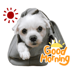 咪咪的生活用語