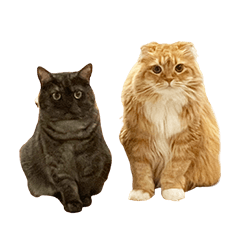 Our cat stamp 3 !!