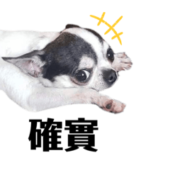 Chihuahua BaoBao