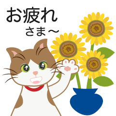 Hot summer & everyday _ cats and flowers