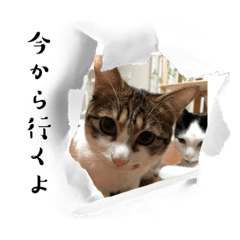 ユキトキの日常2