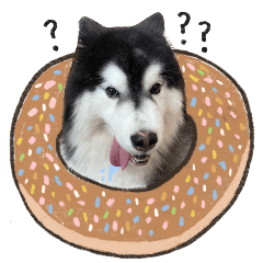 HuskyLouie