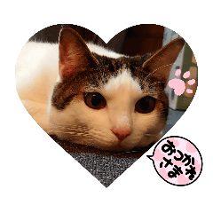 Ringo_20220730045400