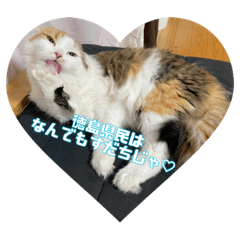 スコ猫ハッチースタンプPart3-阿波弁編