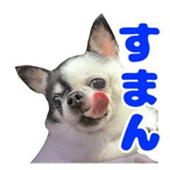 bunta is dog Sticker revised edition